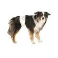 Trixie 4011905236414 Windeln & Rüdenbinden
