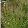 Berg Reitgras - Calamagrostis varia