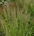 Berg Reitgras - Calamagrostis varia - lebende Gartenpflanze aus den Baumschulen