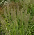 Berg Reitgras - Calamagrostis varia