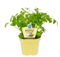 Exotenherz Gewürzkraut Maggikraut Liebstöckel Levisticum officinale Kräuterpflanze 12cm Topf