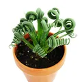 Exotenherz - Albuca spiralis "Frizzle Sizzle" - Ausgefallenes Zwiebelgewächs