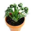 Exotenherz - Albuca spiralis "Frizzle Sizzle" - Ausgefallenes Zwiebelgewächs