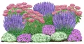 Dehner Bio Stauden-Set Terrassenglück, Landlust Kollektion, 12 Pflanzen für sonnige Standorte, je 5-20 cm exkl. Pflanztopf, Ø Topf je 9 cm, rosa / lila / weiß