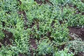 Euonymus fortunei 'Minimus' 15–20 cm – Immergrün, Winterhart, Pflegeleicht – Kriechspindel – Bodendecker für Garten & Beet