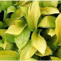 Funkie Gold Standard - Hosta fortunei