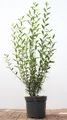 Ligustrum vulgare 'Atrovirens', Gewöhnlicher Liguster, immergrün, 100–125 cm