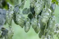 Pflanzen für Dich Kletterpflanze Humulus lup. Hersbrucker, 1 St., Hersbrucker Hopfen, Hopfen, aromatisch, kletterpflanze