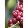 Elaeagnus Multiflora Goumi 150–200 Cm Essbare Früchte