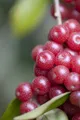 Pflanzen für Dich Gehölze Elaeagnus multiflora, 1 St., Goumi, Gumi, Japanische Ölweide