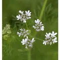 Echter Koriander - Coriandrum sativum