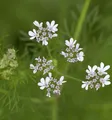 Echter Koriander - Coriandrum sativum
