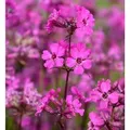 Pechnelke Splendens - Lychnis viscaria