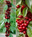 BALDUR Garten Obstpflanze Säulen-Kirschen 'Sylvia® & Helena®', 2 St., Selbstbefruchtend, winterhart, mehrjährig, essbar
