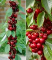Säulen-Kirschen 'Sylvia® & Helena®', 2 Pflanzen Säulenobst, Kirschbaum
