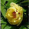 Strauchpfingstrose Hai Huang - Paeonia suffruticosa