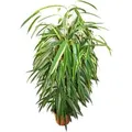 Exotenherz Ficus Binendijkii Alii Langblättrige Birkenfeige Königssäule 17cm Topf