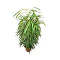 Ficus binendijkii "Alii" - langblättrige Birkenfeige - Königssäule - 17cm Topf