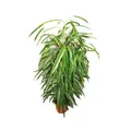Ficus binendijkii "Alii" - langblättrige Birkenfeige - Königssäule - 17cm Topf