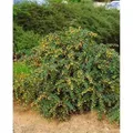 Berberis Candidula Jytte Immergrüne Berberitze 25–30 cm