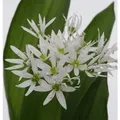 Zierlauch weiß Bärlauch - Allium ursinum