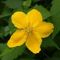 ungefüllter Ranunkelstrauch 40-60cm - Kerria japonica - lebende Gartenpflanze aus den Baumschulen