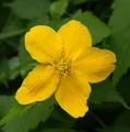 ungefüllter Ranunkelstrauch 40-60cm - Kerria japonica