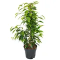 Exotenherz - Ficus benjamini "Anastasia" im 17cm Topf