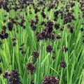 Blumixx Stauden Juncus ensifolius - Zwergbinse Blütenfarbe braun