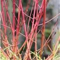 Roter Hartriegel 125-150cm - Cornus sanguinea