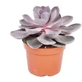 Exotenherz Echeveria Perle Von Nürnberg Grosse Pflanze im 12cm Topf