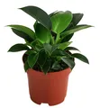 Pflanze Baumfreund Philodendron Green Princess 15-20 cm Ø Topf 12 cm, Dehner