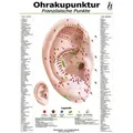 Ohrakupunktur Mini-Poster - französische Punkte DIN A4 / Hawelka Verlag / Sonstige