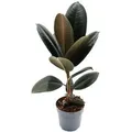Exotenherz Gummibaum Ficus Elastica Abidjan 11cm Topf