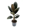 Exotenherz Zimmerpflanze Gummibaum - Ficus elastica "Abidjan" - 11cm Topf