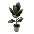 Exotenherz - Gummibaum - Ficus elastica "Abidjan" - 11cm Topf