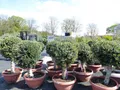 gruenwaren jakubik Zierstrauch Bonsai Kugel Olivenbaum 140 - 170 cm knorrige urige Olive winterhart
