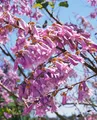 Paulownia tomentosa, Blauglockenbaum, 150–200 cm