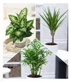 BALDUR Garten 3er Mix Luftreinigende Zimmerpflanzen 'Fresh Air', Pflanzen im 12 cm-Topf, 1x Dieffenbachie, 1x Dracena Drachenbaum und 1x Chamaedorea Palme, Grünpflanzen, mehrjährig - frostfrei halten