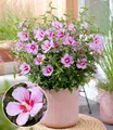 BALDUR Garten 1x Zwerg-Hibiskus 'Little Legends Pink®', Pflanze im 9x9 cm-Topf, extrem kompakter Wuchs, nur ca. 60 cm hoch, wochenlang massenhaft Blüten, hitze- und trockenheitstolerant, pflegeleicht