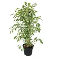 Ficus benjamini "Twilight" im 17cm Topf