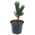 Pinus nigra 'Oregon Green' / Schwarzkiefer 'Oregon Green' im 2 ltr. Topf