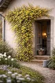 Winterjasmin 60–70 cm (Jasminum nudiflorum) – winterharte Gartenpflanze, gelbe Blüten, Rankpflanze für Balkon & Terrasse