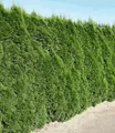 BALDUR Garten Hecken Lebensbaum-Hecke 'Smaragd' 40-60 cm hoch, 1 St., Schnellwachsend, winterhart, mehrjährig, blickdicht