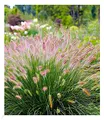 BALDUR Garten 3x Lampenputzergras Hameln, Pflanzen im 9x9 cm-Topf, Federborstengras, Süßgras, winterharte Staude, trockenresistent, mehrjährig, Wasserbedarf gering, blühend, Pennisetum alopecuroides