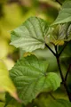 Pflanzen für Dich Gehölze Heptacodium miconioides, 1 St., Sieben-Söhne-des-Himmels-Strauch