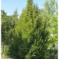 Säulen Hainbuche 100-125cm - Carpinus betulus Fastigiata