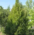 Säulen Hainbuche 100-125cm - Carpinus betulus Fastigiata