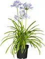 Agapanthus 'Northern Star', Schmucklilie, tiefblau, 2-3 Liter Container