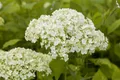 Pflanzen für Dich Gehölze Hydrangea arborescens Lime Rickey, 1 St., Waldhortensie, Schneeballhortensie